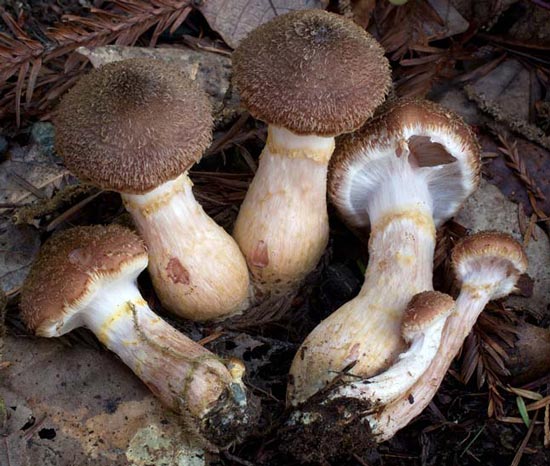 Armillaria sinapina - Fungi species | sokos jishebi | სოკოს ჯიშები